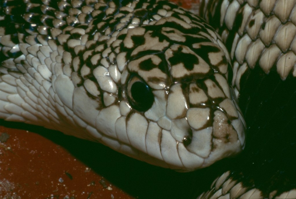 Pine snake