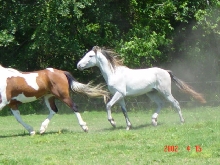 El Tigre Trot