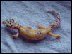 Hyperxanthic Female