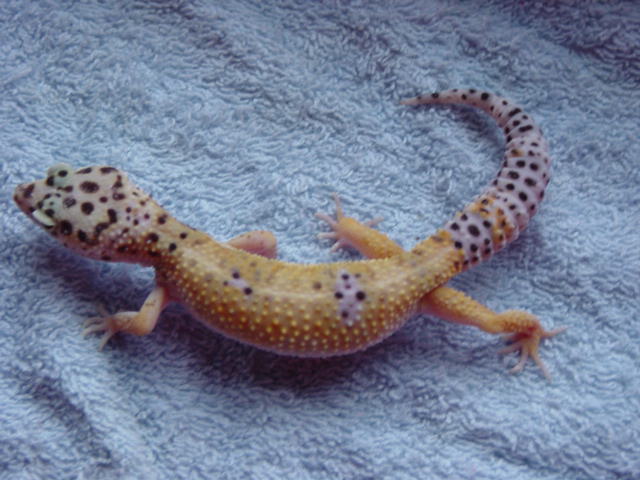 Hyperxanthic Female