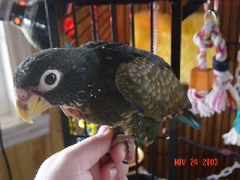 Loki