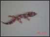 Strange Albino