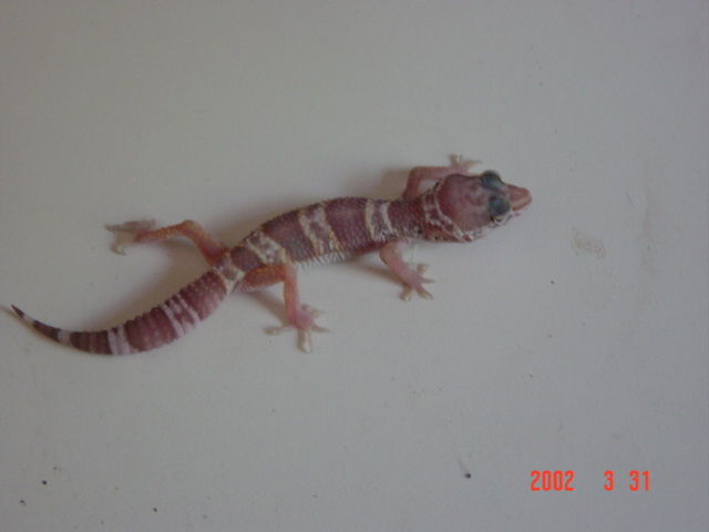 Strange Albino