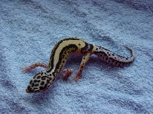 Amazing Stripe Female