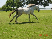 El Tigre In Field