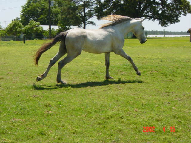 El Tigre In Field