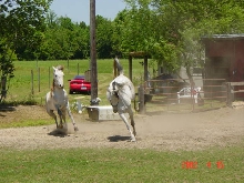 Tigger and Sheena Having Fun