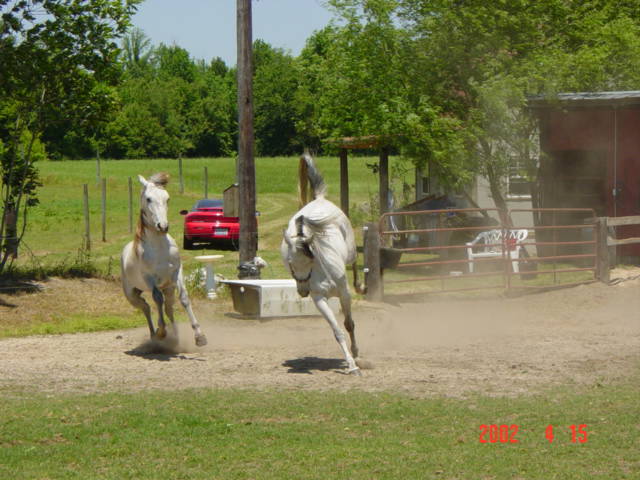 Tigger and Sheena Having Fun