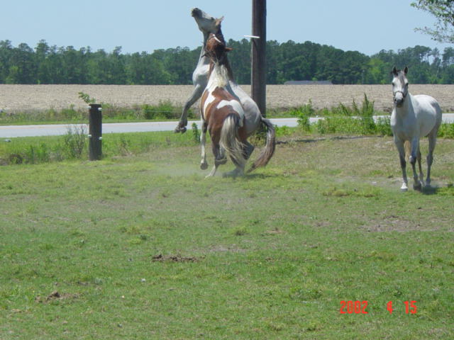 El Tigre CDP and Zac playing