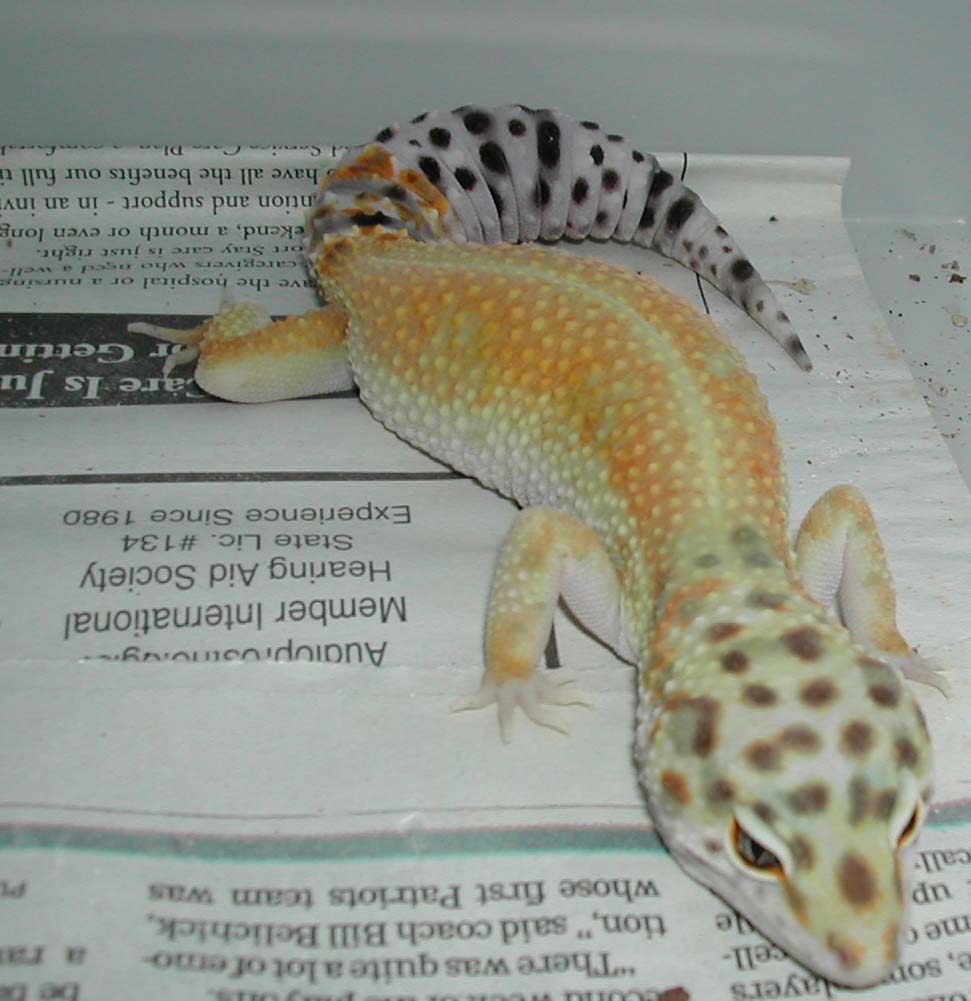 Super hypo tangerine