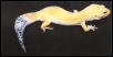 Super hypo carrot-tail baldy
