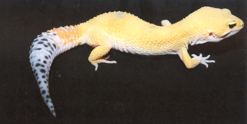Super hypo carrot-tail baldy
