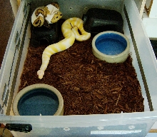 albino and pied