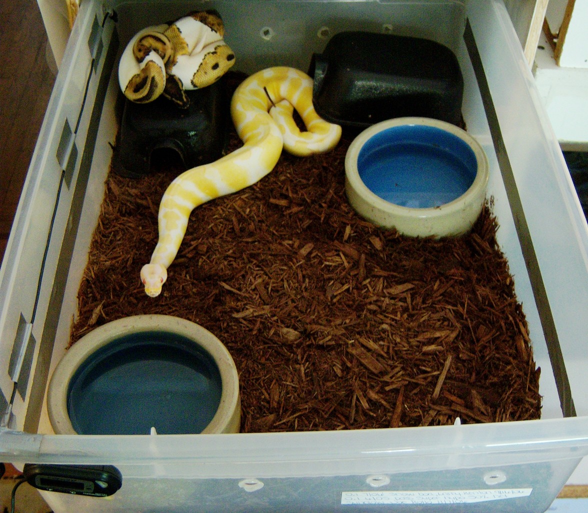 albino and pied