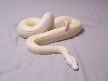 04' female snow