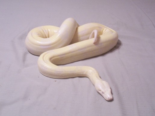 04' female snow