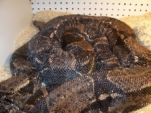 9ft female het albino