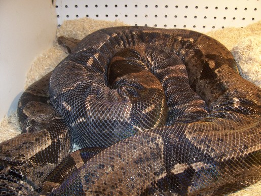 9ft female het albino