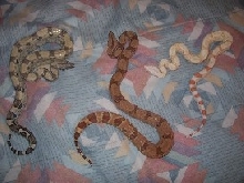anery, hypo, albino