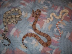 anery, hypo, albino