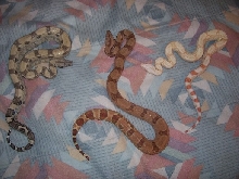anery, hypo, albino