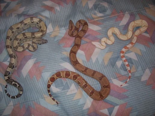 anery, hypo, albino
