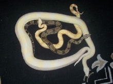 anery   albino = snow
