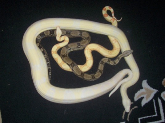 anery   albino = snow
