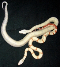 snow and striped albino