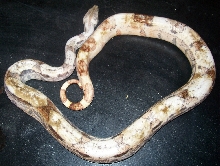 female hypo