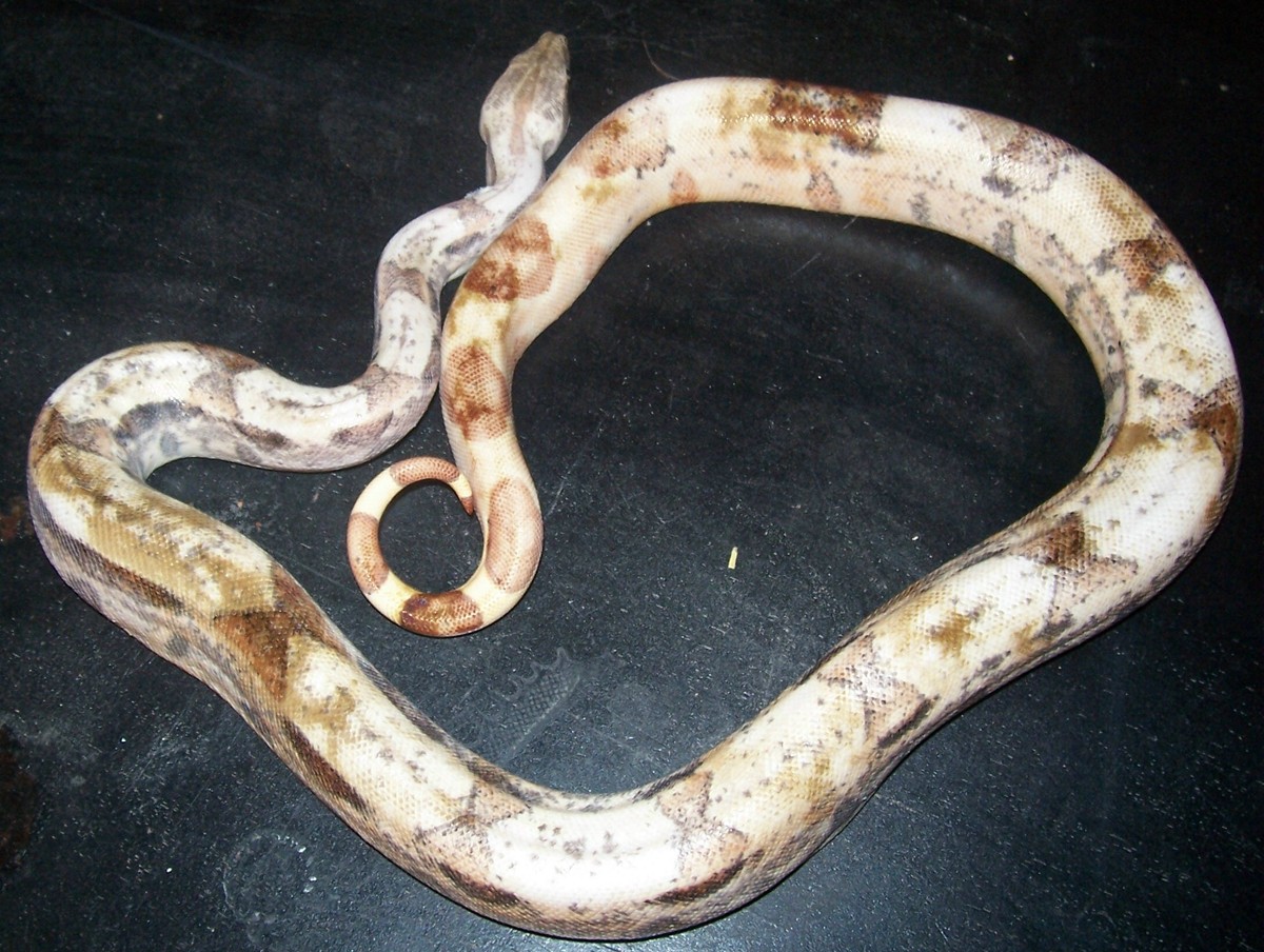 female hypo