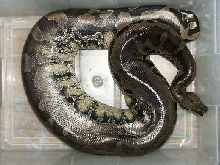 03' 20lb female black blood #2