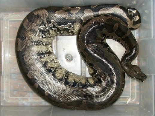 03' 20lb female black blood #2