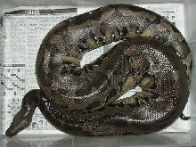 03' 20lb female black blood #1