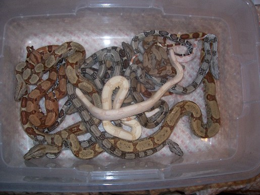 bucket o' boas