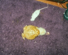 Alb pac man eatting chick