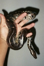 My black blood