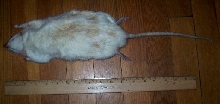 Biggest Rat Ever! Post pics if u have one bigger 1