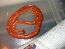 0.1 02' hurrican motley het stripped opal