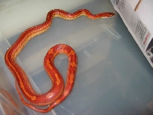 0.1 02'Stripped motley het stripped opal