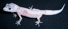 Frostsicle