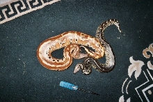 Red and black blood python