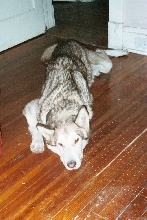 My beautiful Alaskan Malamute, Sia