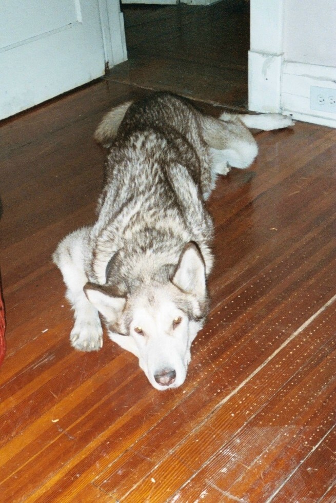 My beautiful Alaskan Malamute, Sia