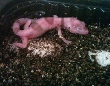 snow bell enigma 66% het RADAR