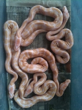 Striped albinos