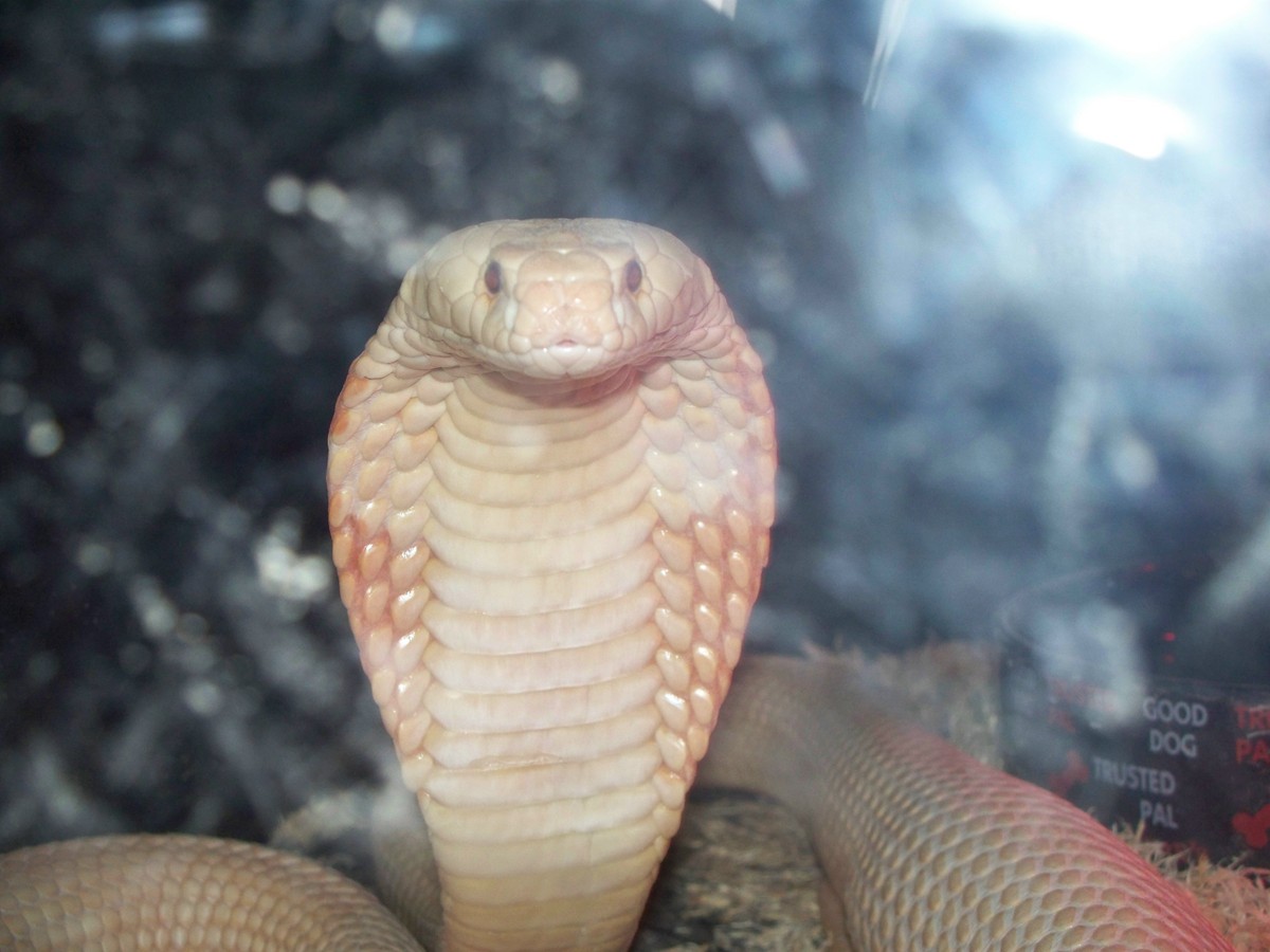 04' Male albino monocled cobra