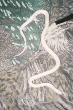 Male white strain blk rat