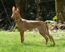 March 28- Rooney Standing Still