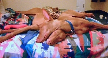 Comfy Pillow